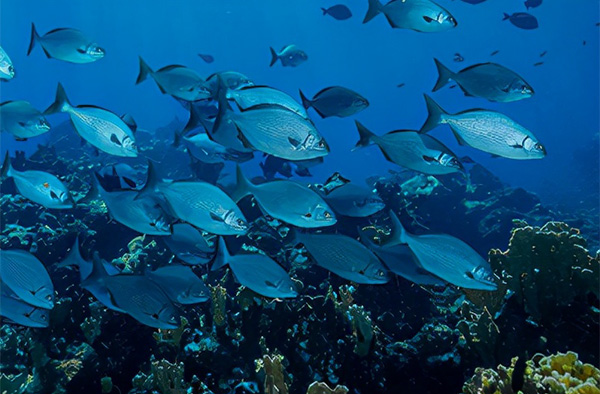 海洋开发的重要性及意义 海洋开发的重要性及意义